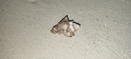Vasum rhinoceros, 2024-08-03