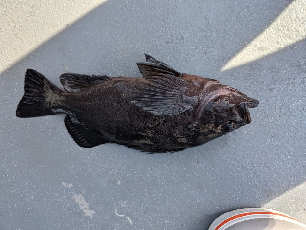 Photo of a Dark Rockfish