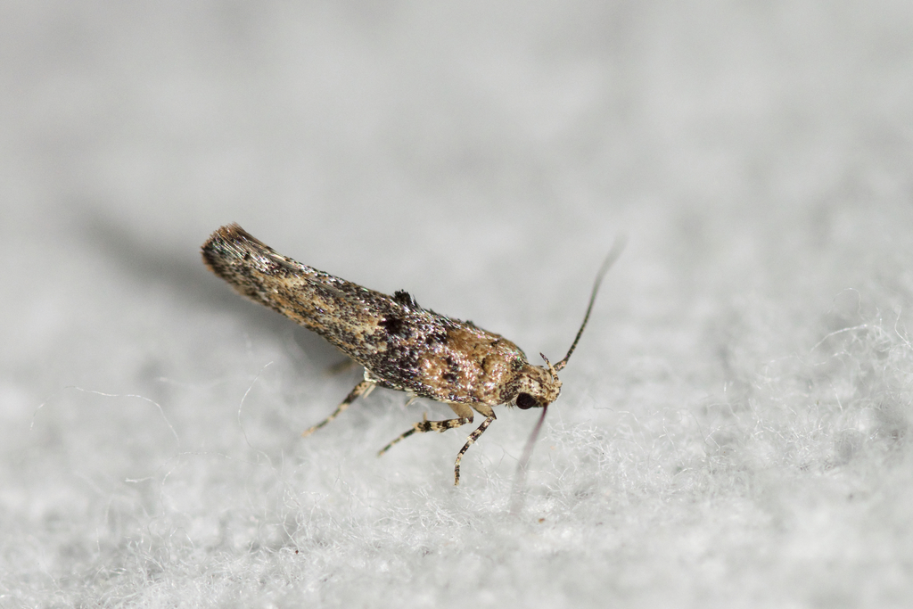 Agnippe biscolorella