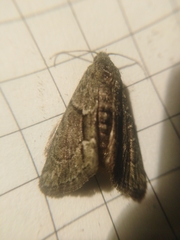 Cryphia fraudatricula