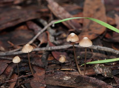 Mycena albidofusca