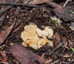 Hydnoplicata convoluta