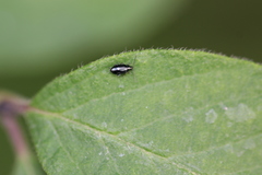 Phyllotreta nigripes