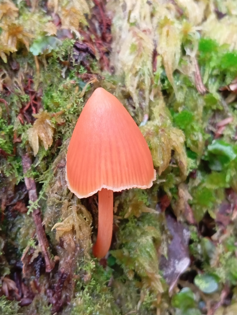 Entoloma quadratum · August 2024 · photo: © spint (iNaturalist, cc-by)