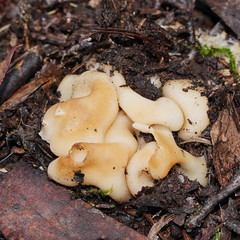 Hydnoplicata convoluta