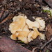 Hydnoplicata convoluta - Photo (c) Reiner Richter, alguns direitos reservados (CC BY-NC-SA), uploaded by Reiner Richter