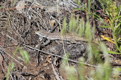 Aspidoscelis neotesselatus