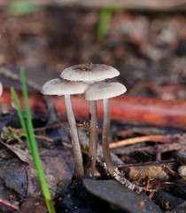 Mycena mijoi