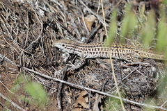 Aspidoscelis neotesselatus