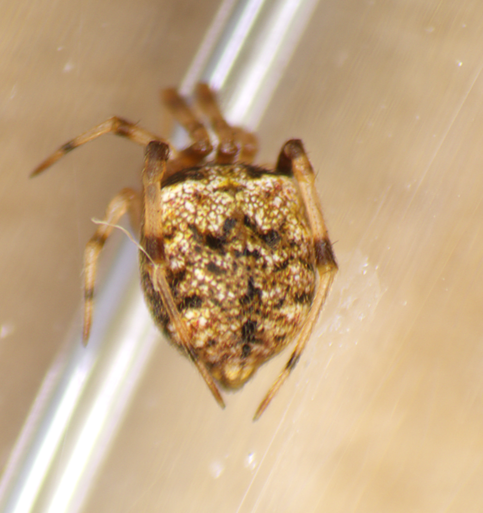 Chrosiothes iviei