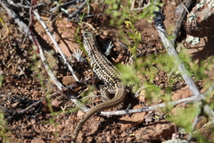 Aspidoscelis neotesselatus