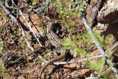 Aspidoscelis neotesselatus