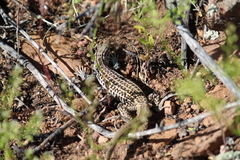 Aspidoscelis neotesselatus