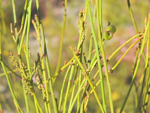 Image of Leptomeria acida by (c) Scott W. Gavins, some rights reserved (CC BY)