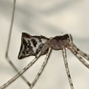 Tailed Cellar Spider