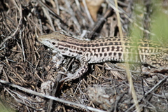 Aspidoscelis neotesselatus