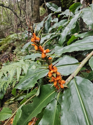 Kahili ginger