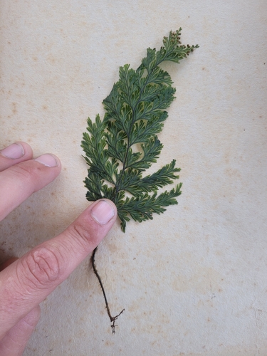 Hymenophyllum scabrum observed 2024-08-04