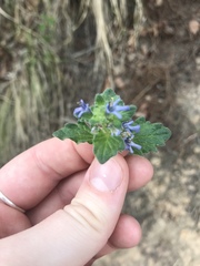 Lamiaceae