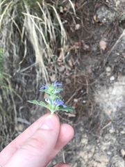 Lamiaceae