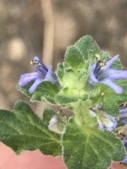 Lamiaceae