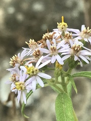 Asteroideae