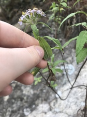 Asteroideae