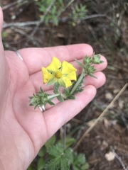 Potentilla