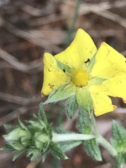 Potentilla
