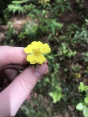 Potentilla