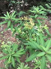 Euphorbia