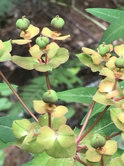 Euphorbia