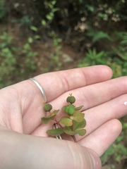 Euphorbia