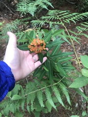 Euphorbia