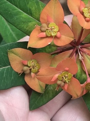 Euphorbia