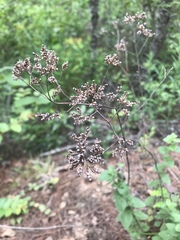 Angiospermae