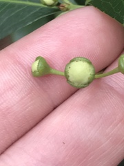 Angiospermae