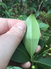 Angiospermae
