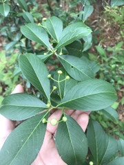 Angiospermae