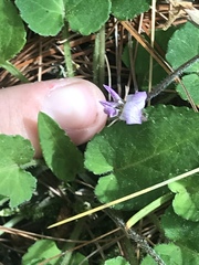 Viola