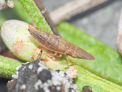 Alocephalus ianthe observed 2024-08-03