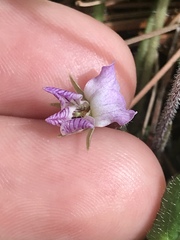 Viola