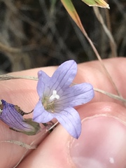 Angiospermae