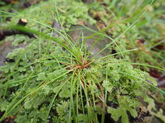 Isolepis reticularis