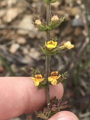 Angiospermae