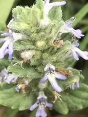 Ajuga