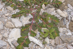 Euphorbia densiflora