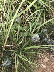 Ajuga
