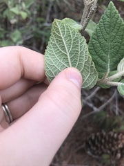Angiospermae