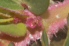 Euphorbia densiflora